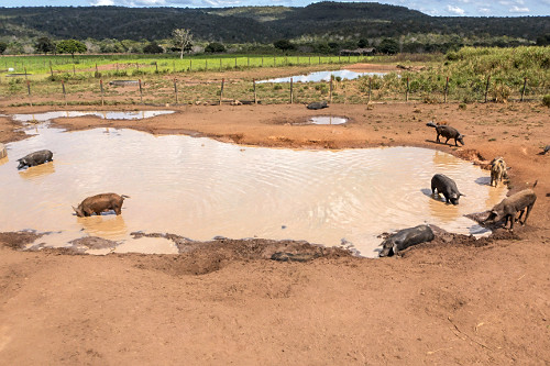 Vista de drone de porco serrano também denominado porco do mato ou porco caipira chafurdando no açude de faz