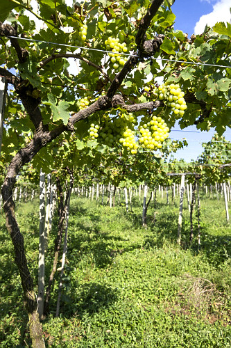 Parreiral de uva branca Chardonnay para produção de vinhos