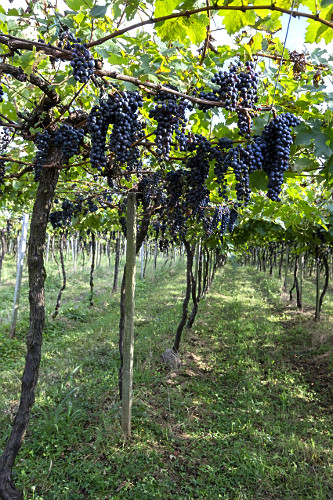 Parreiral de uva cabernet sauvignon atacada por doença fúngica