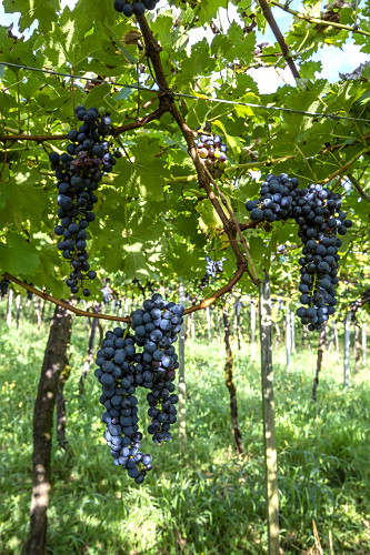 Plantação de uva cabernet sauvignon atacada por doença fúngica