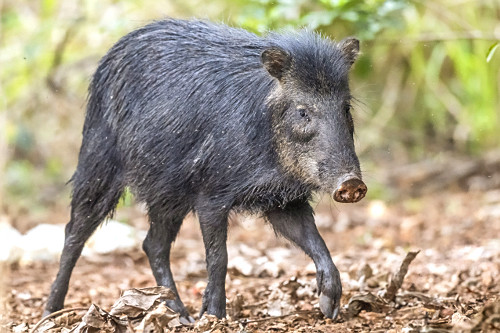 porco-queixada | Pulsar Imagens | Banco imagens do Brasil