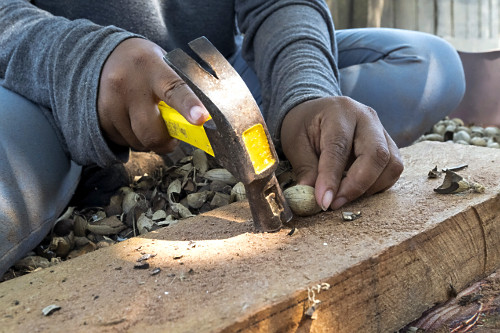 murumuru | Pulsar Imagens | Banco imagens do Brasil