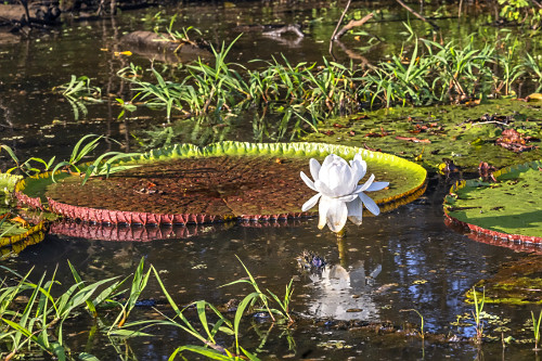 aguapé | Pulsar Imagens | Banco imagens do Brasil