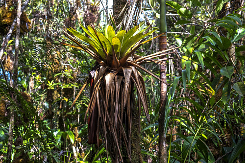 bromelia sp | Pulsar Imagens | Banco imagens do Brasil