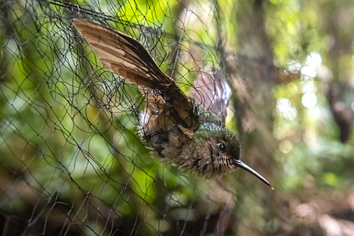 Ave presa em rede de coleta para pesquisa científica na Serra do Imeri - Parque Nacional do Pico da Neblina