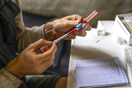 Parasitologista coletando amostra de sangue de espécie coletada na Serra do Imeri - Parque Nacional do Pico d