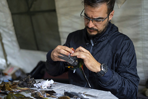 Biólogo taxidermizando ave coletada durante trabalho de campo na Serra do Imeri - Parque Nacional do Pico da