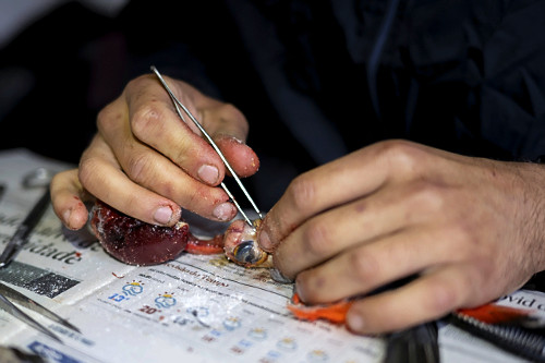 Detalhe de taxidermia de ave coletada durante trabalho de campo na Serra do Imeri - Parque Nacional do Pico da