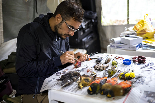 Biólogo em processo de taxidermia de ave coletada durante trabalho de campo na Serra do Imeri - Parque Nacion