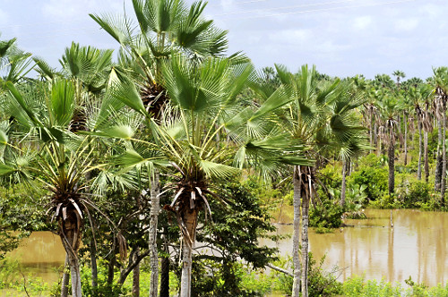 Mauritia vinifera | Pulsar Imagens | Banco imagens do Brasil