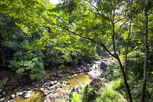 Mata Atlântica