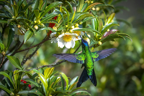 arvel0123ページ beija-flor | Pulsar Imagens | Banco imagens do Brasil