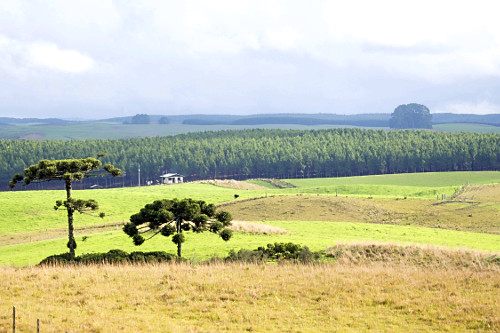 レイチェルページ レイチェルFcup｜ブラジャー｜ナルエー公式通販サイト