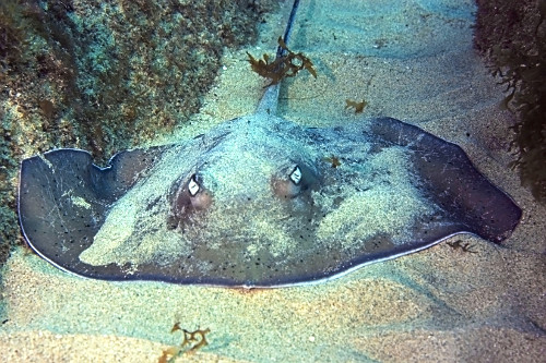 Raia-prego - Parque Nacional Marinho Fernando de Noronha