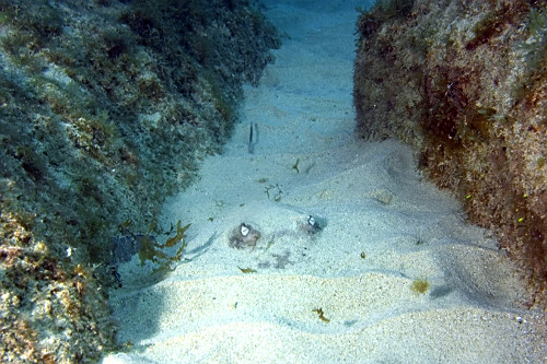 Raia-prego escondida na areia - Parque Nacional Marinho Fernando de Noronha