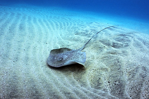 Raia-prego na praia Boldró - Area de Proteção Ambiental Fernando de Noronha