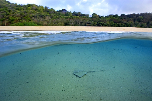 Raia-prego na praia Boldró - Area de Proteção Ambiental Fernando de Noronha