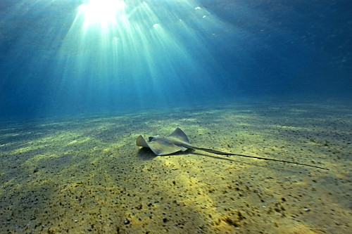 Raia-prego - Area de Proteção Ambiental Fernando de Noronha