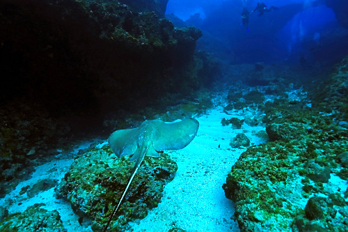 Raia-prego - Parque Nacional Marinho Fernando de Noronha