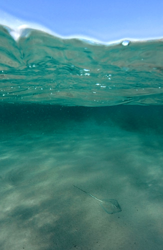 Raia-manteiga Parque Nacional Marinho de Fernando de Noronha