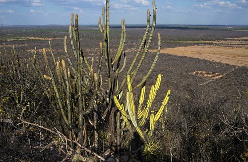 cacto facheiro | Pulsar Imagens | Banco imagens do Brasil