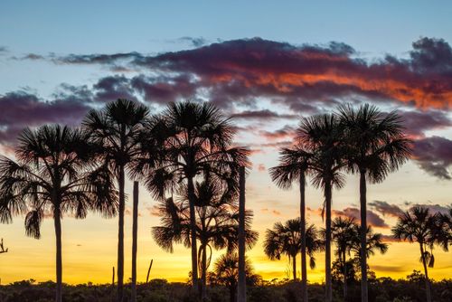 Paisagem com buritis ao entardecer - Parque Nacional Grande Sertão Veredas