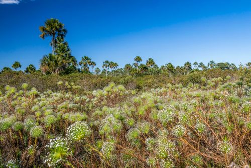 Sempre-vivas no Parque Nacional Grande Sertão Veredas