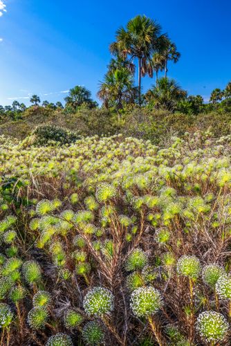 Sempre-vivas no Parque Nacional Grande Sertão Veredas