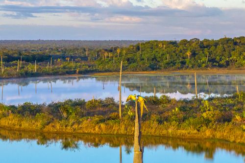 Araras-canindé em tronco de buriti na Reserva Particular do Patrimônio Natural São Francisco da Trijunção