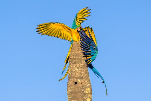 arara | Pulsar Imagens | Banco imagens do Brasil