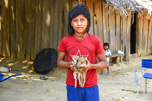 porco selvagem | Pulsar Imagens | Banco imagens do Brasil
