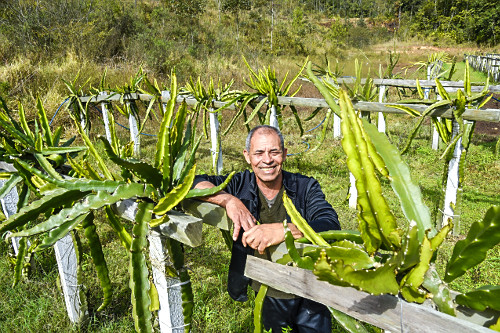 Agricultor posando em plantação de pitaia  - também denominada fruta-do-dragão