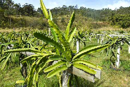 Plantação de pitaia  - também denominada fruta-do-dragão