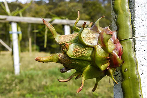 Fruto de pitaia  - também denominada fruta-do-dragão