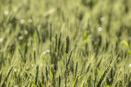 Plantação de trigo | Pulsar Imagens | Banco imagens do Brasil