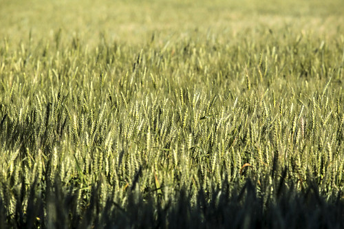 Plantação de trigo | Pulsar Imagens | Banco imagens do Brasil