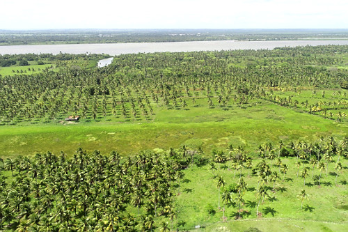 coco de palmeira | Pulsar Imagens | Banco imagens do Brasil
