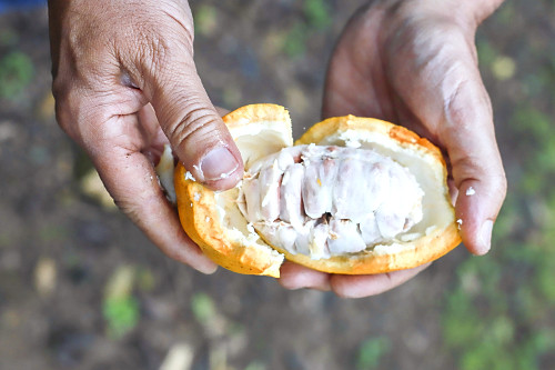 Fruto maduro de cacau e sementes envolvidas por polpa branca  - 