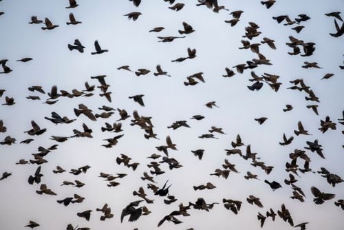 Revoada de estorninhos - Sturnus sp - também denominados estorninho-malhado ou estorninho-comum - espécie in