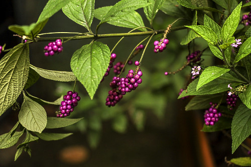 cambará | Pulsar Imagens | Banco imagens do Brasil