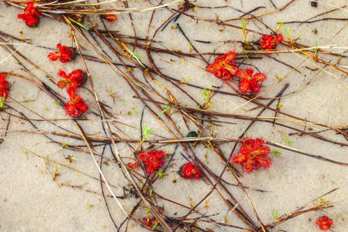 レイチェルページ レイチェルBcup-Ccup｜ブラジャー｜ナルエー公式通販サイト