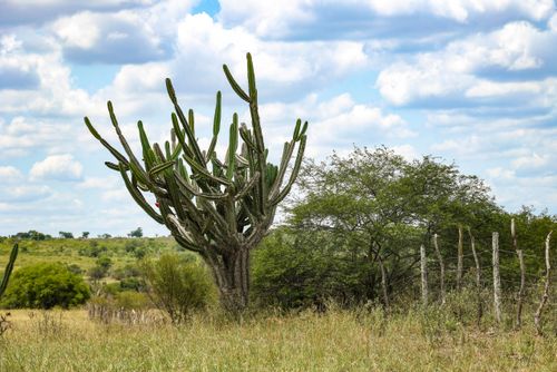 potoページ Tampa Direita Embreagem Kawasaki Zx 6r 1996