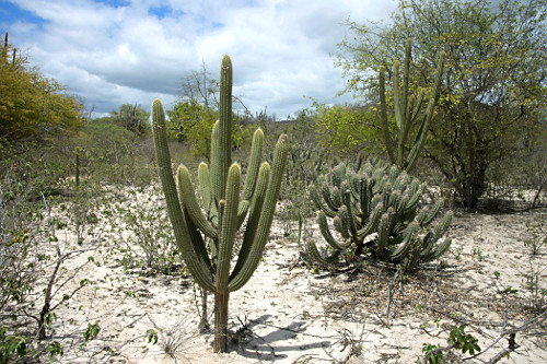 cacto facheiro | Pulsar Imagens | Banco imagens do Brasil