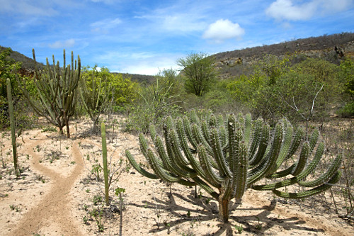 ねこ　　HR056 2672699 3121584 A0219971447 Retén Trasero do Cambio ZF