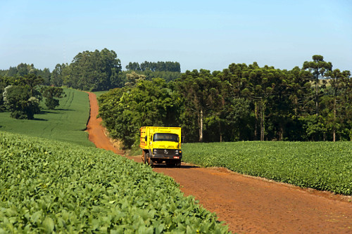 araucaria angustifolia | Pulsar Imagens | Banco imagens do