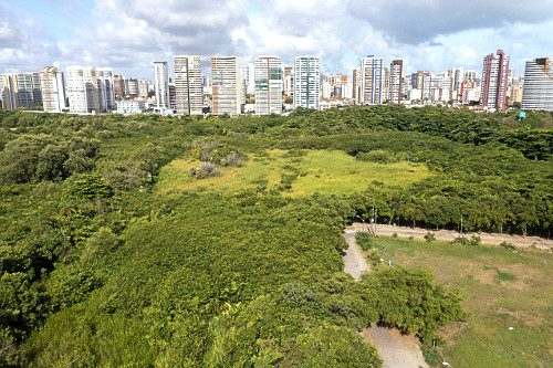 coco verde | Pulsar Imagens | Banco imagens do Brasil
