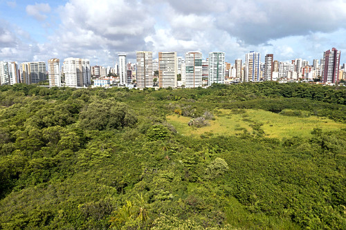 coco verde | Pulsar Imagens | Banco imagens do Brasil