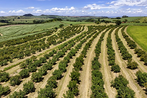 Vista de drone de pomar de abacate tipo avocado hess irrigado para exportação