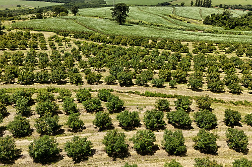 Vista de drone de pomar de abacate tipo avocado hess irrigado para exportação